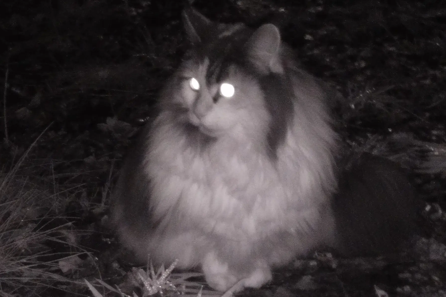 cat-in-the-dark-crop