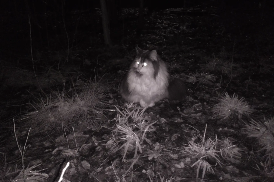 cat-in-the-dark-full